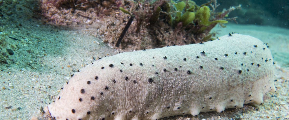 Notostichopus ludwigi thumbnail
