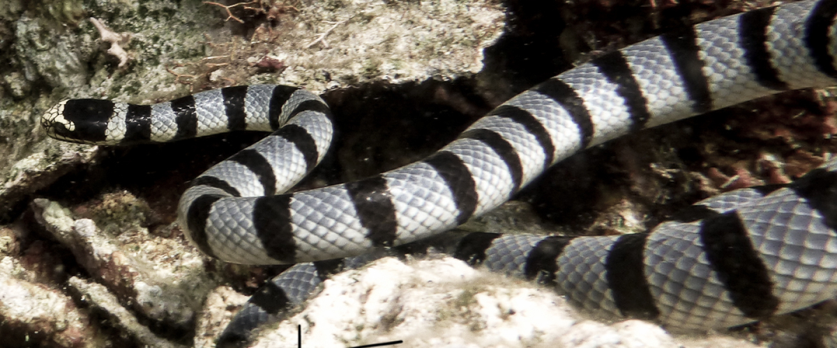 Laticauda colubrina thumbnail