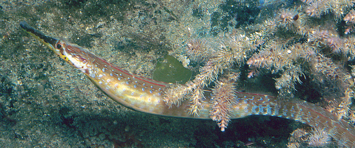 Vanacampus poecilolaemus thumbnail