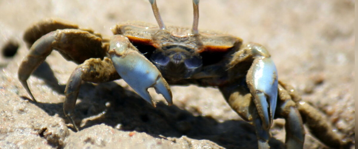 Macrophthalmus (Mareotis) depressus thumbnail