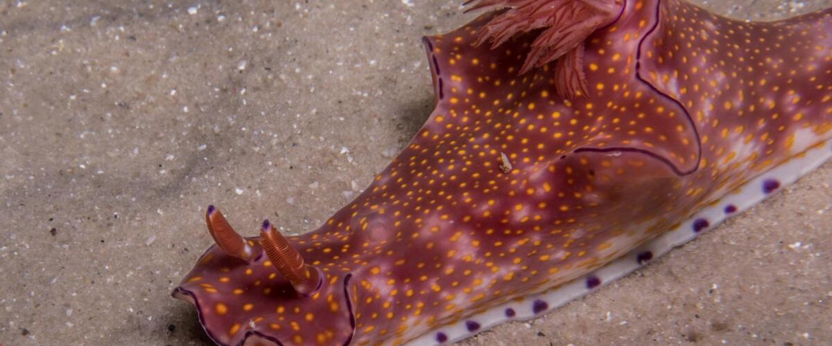Ceratosoma tenue thumbnail