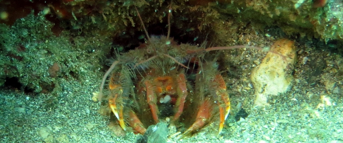 Neaxius mclaughlinae thumbnail