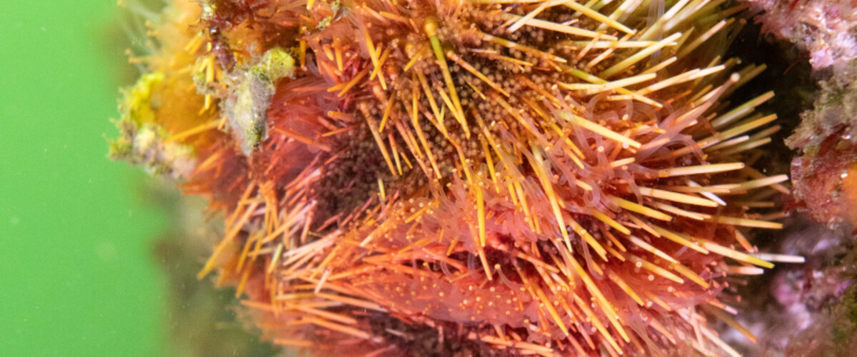 Tripneustes australiae thumbnail