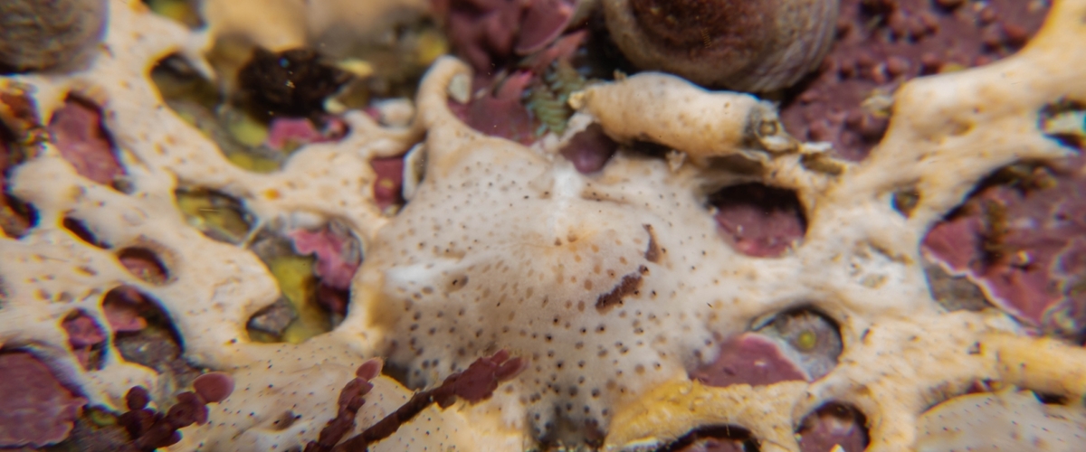 Marsenina zadei thumbnail