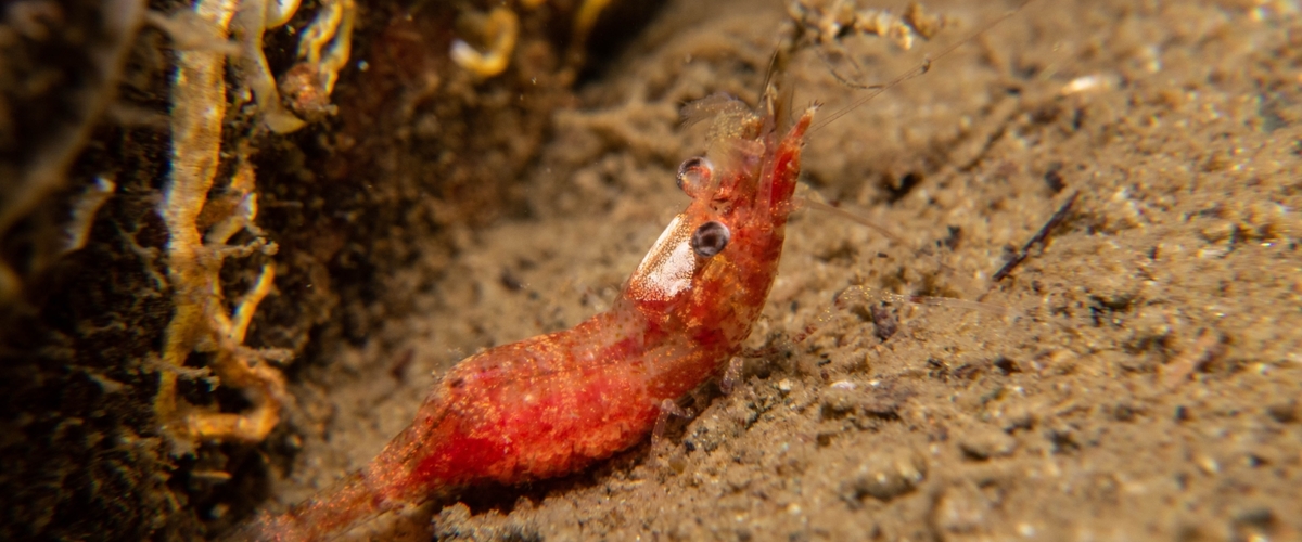 Spirontocaris snyderi thumbnail