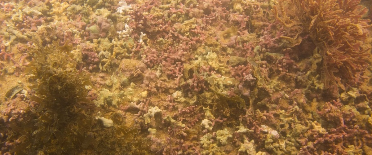 Dictyopteris delicatula thumbnail