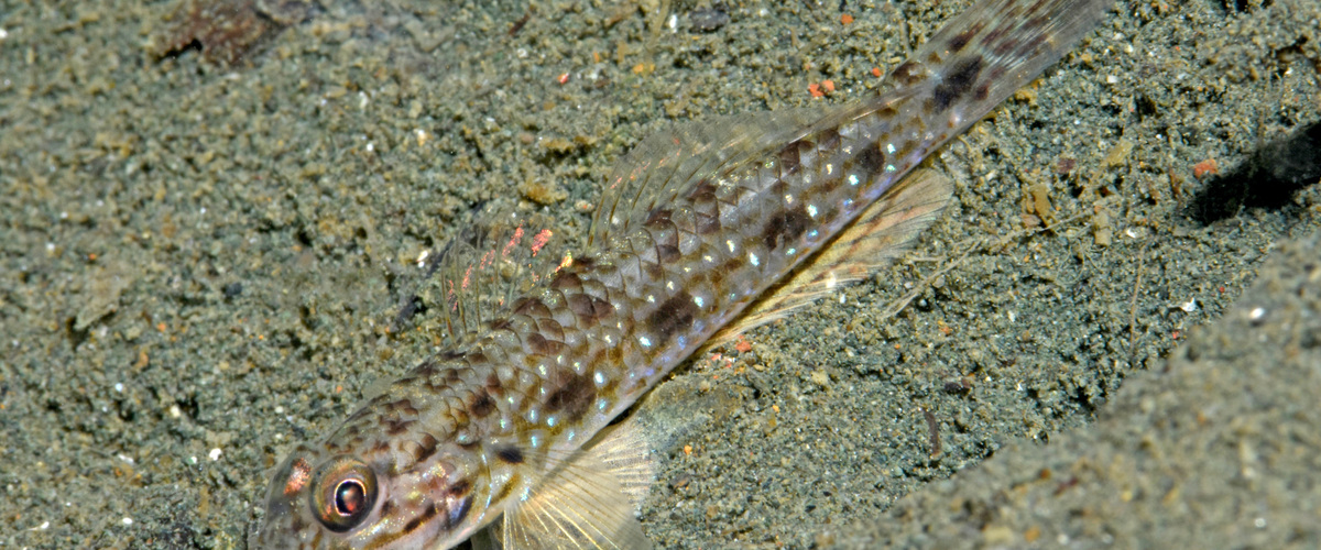 Acentrogobius quinquemaculatus thumbnail