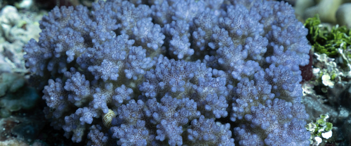 Pocillopora brevicornis thumbnail
