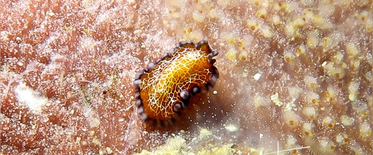 Pseudoceros sp. 38 thumbnail