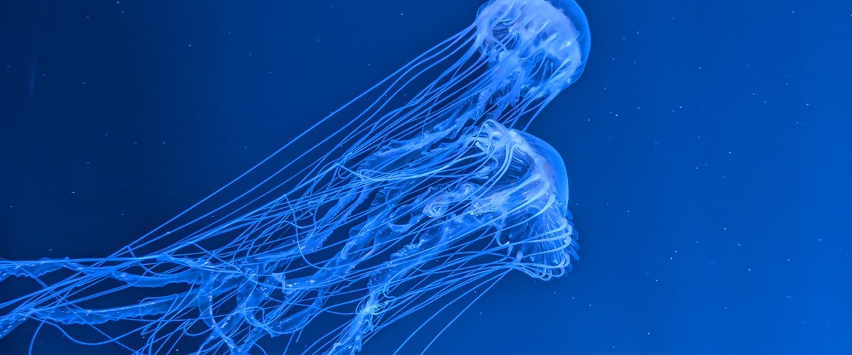 Chrysaora chesapeakei thumbnail