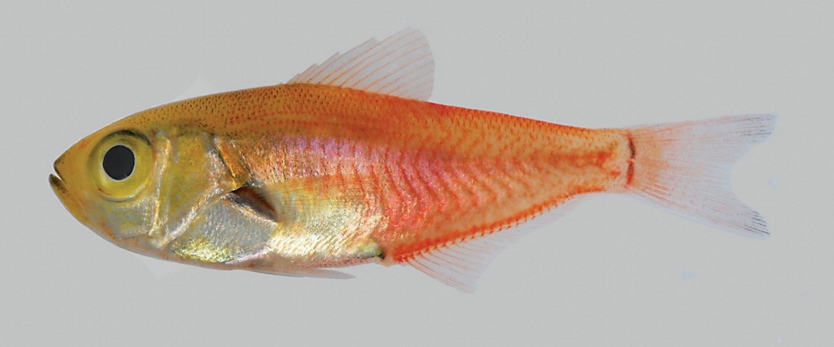 Parapriacanthus kwazulu thumbnail