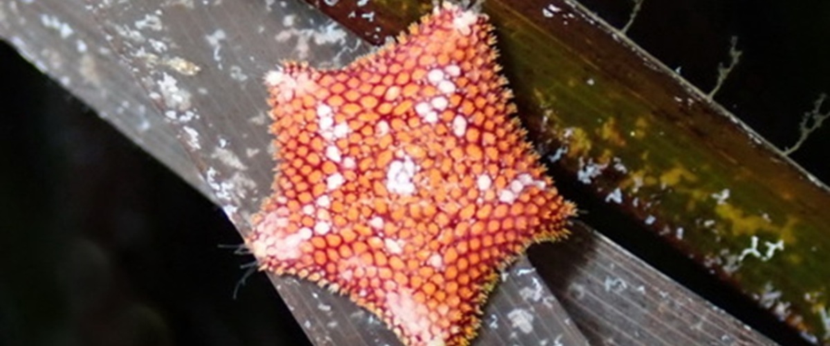 Asterina pancerii thumbnail