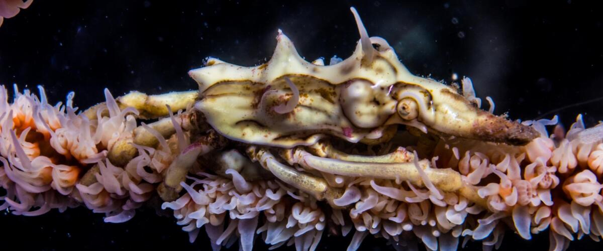 Xenocarcinus tuberculatus thumbnail