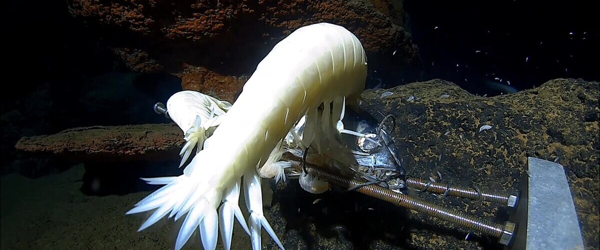 Alicella gigantea thumbnail