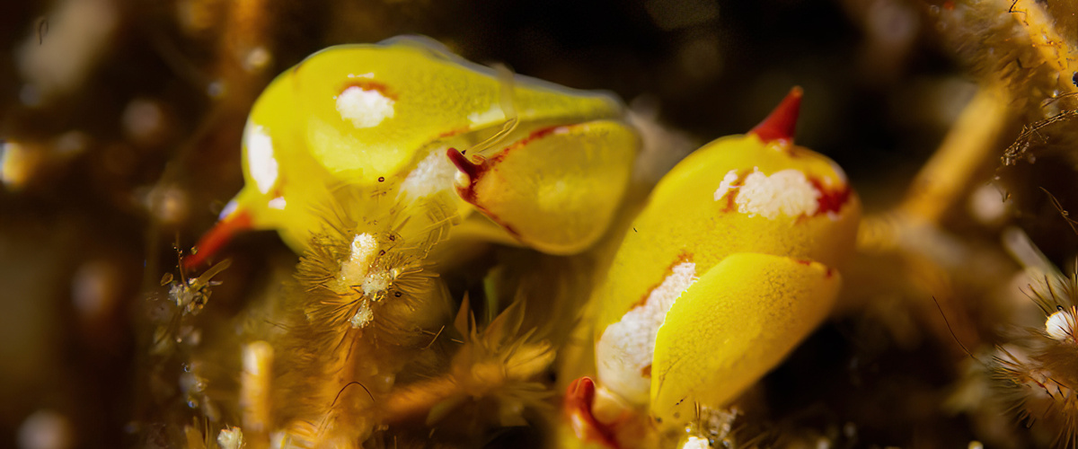 Siphopteron sp.02 thumbnail