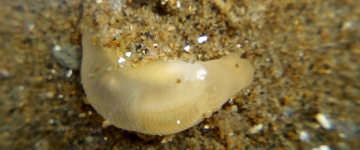 Balanoglossus australiensis thumbnail