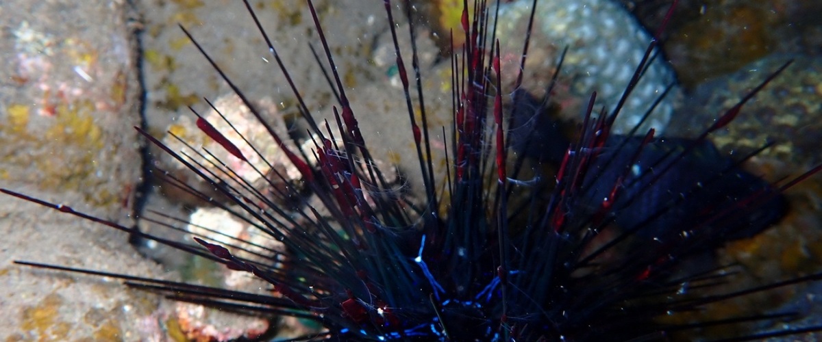 Coeloplana bannwarthii thumbnail