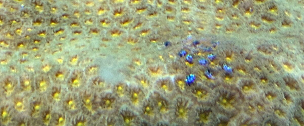 Pyrgoma sp. thumbnail