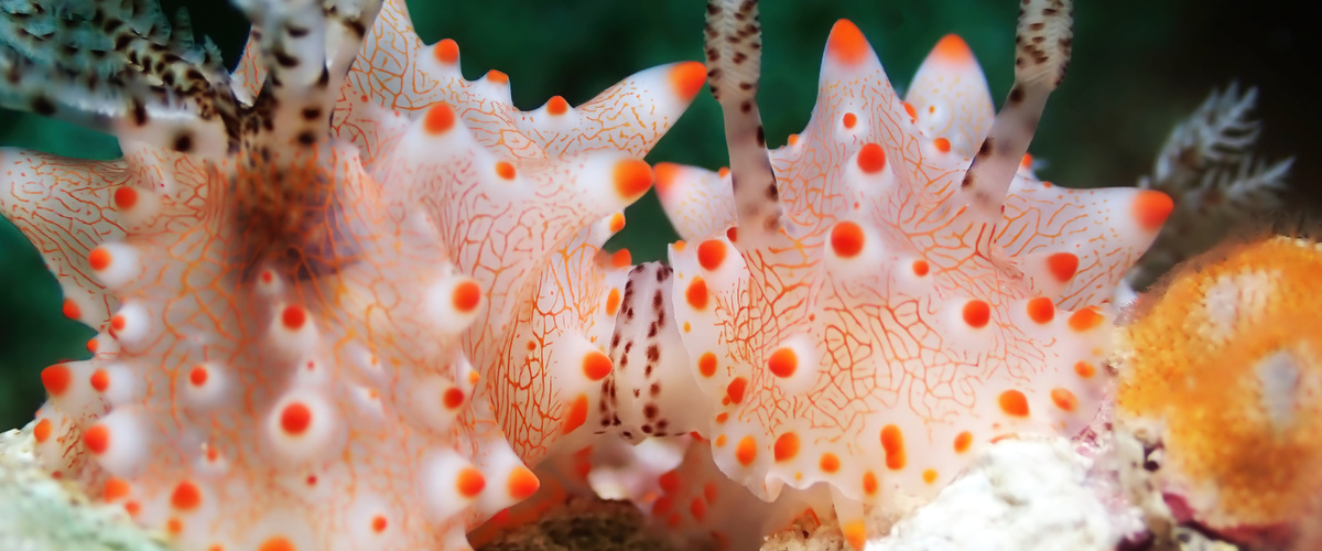 Halgerda batangas thumbnail