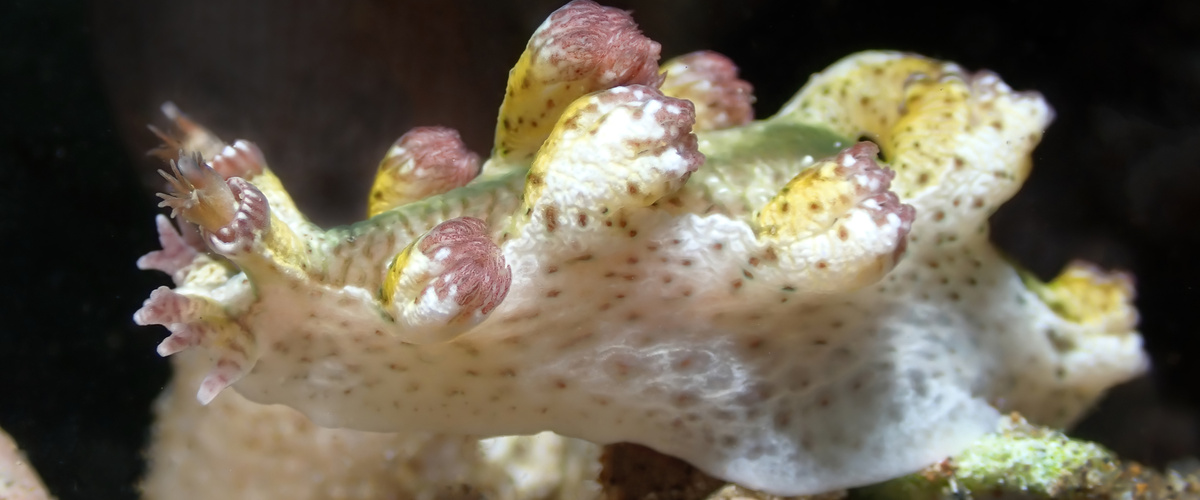 Marioniopsis sp.01 thumbnail
