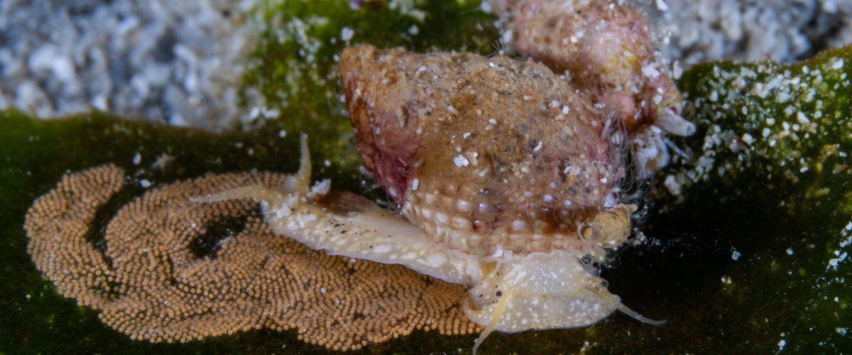 Nassarius multicostatus thumbnail