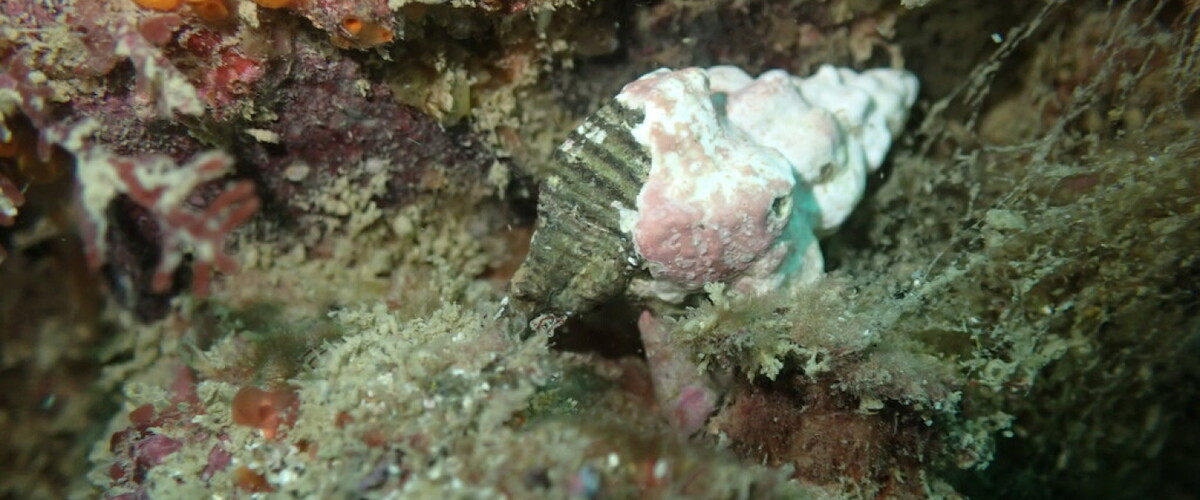Murexsul octogonus thumbnail