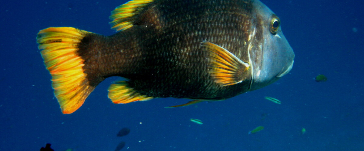 Lethrinus erythracanthus thumbnail