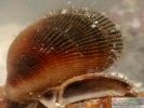 Mytilidae sp. (Rafinesque, 1815)