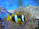 Amphiprion latifasciatus