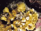 Leptoseris tubulifera