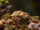 Acanthastrea lordhowensis