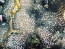 Leptastrea aequalis