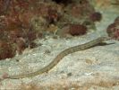 Corythoichthys polynotatus