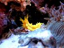 Colochirus robustus
