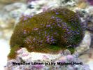 Montipora supermann