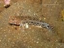 Istigobius decoratus