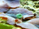Discosoma sp. 15