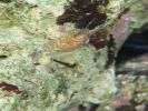 Stomatella varia