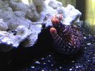 Enchelycore pardalis