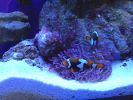 Amphiprion ocellaris -Zuchtformen
