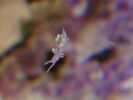 Aeolidina sp.  - green