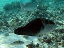 Hemigymnus melapterus