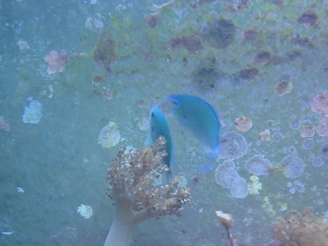 Chromis viridis