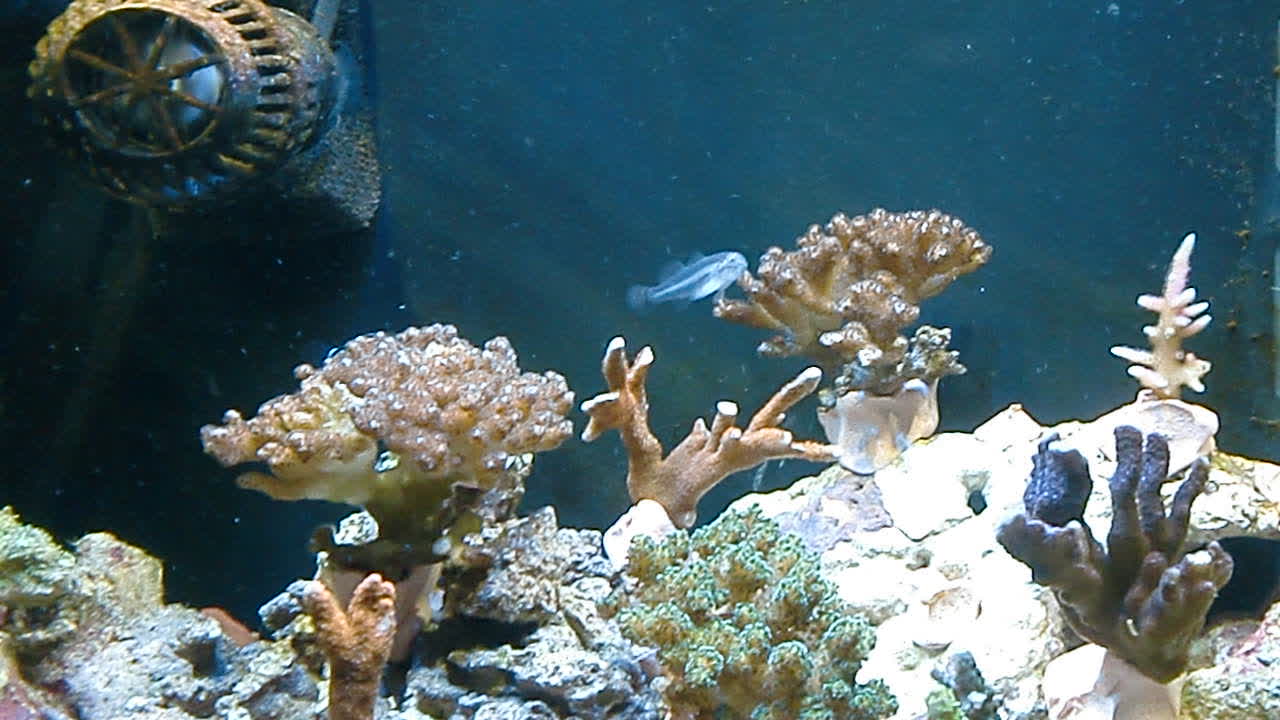 Gobiodon albofasciatus