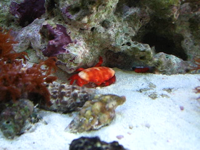 Liomera tristis