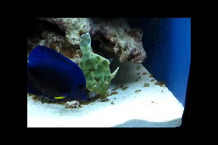 Acreichthys tomentosus