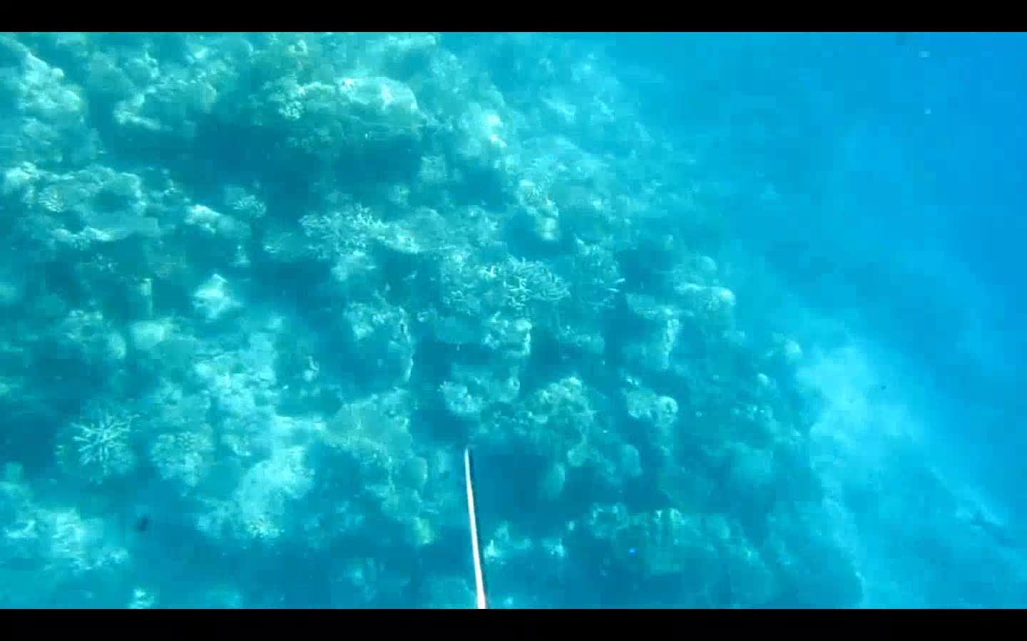 Manta birostris