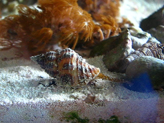 Cantharus fumosus