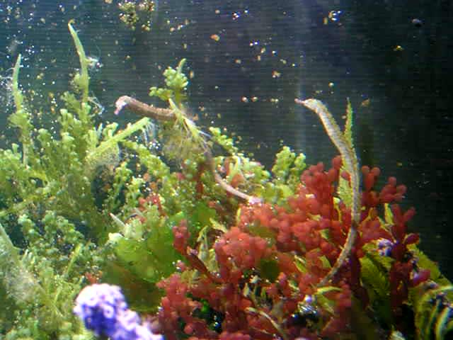 Corythoichthys cf. intestinalis