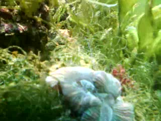 Welsophyllia radiata